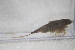 Aussie Triops With Bonus Tank